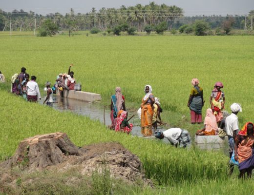 Rice field workers, India